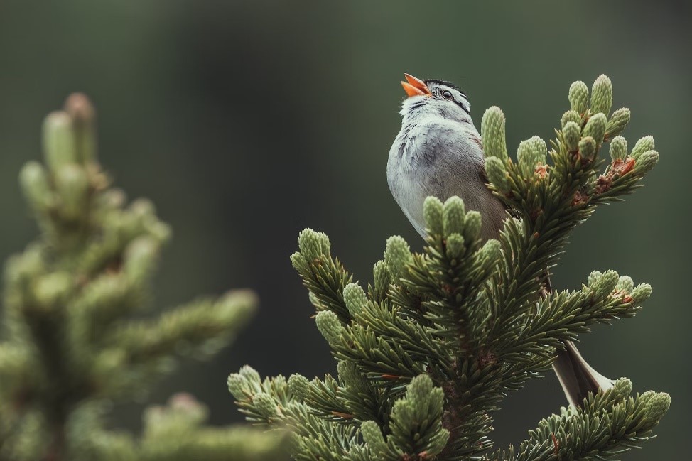 Bird on Pine in Canada