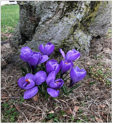 spring crocus