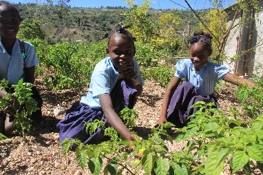 Haiti growing food
