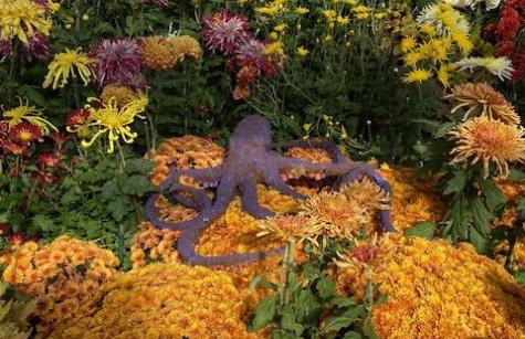 Another octopus! Photo of Another octopus!