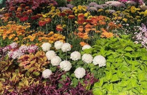 Colorful coral reef photo of a colorful coral reef