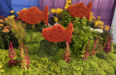 Goldfish swim through the seaweed Photo of Goldfish swimming through the seaweed